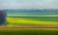 Emerald fields. Spring fog. Winter culture. Royalty Free Stock Photo